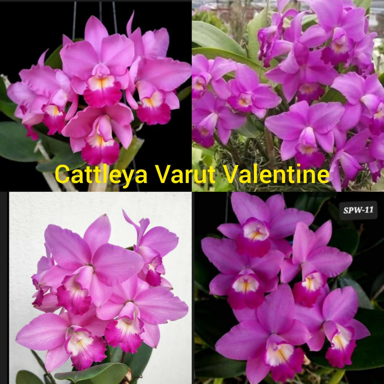Cattleya Varut Valentine - Blooming size