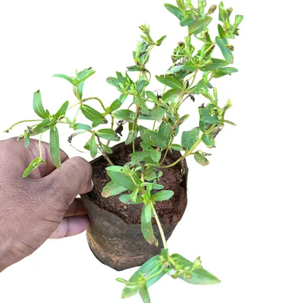 Madhura Tulasi (Stevia)