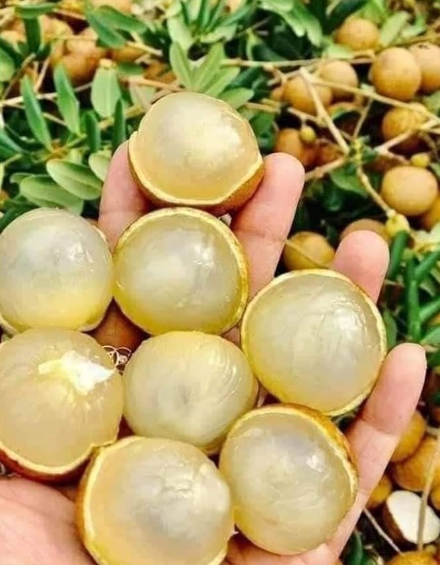 Pingpong Longan Fruit Plant - Keyfarm Wayanad