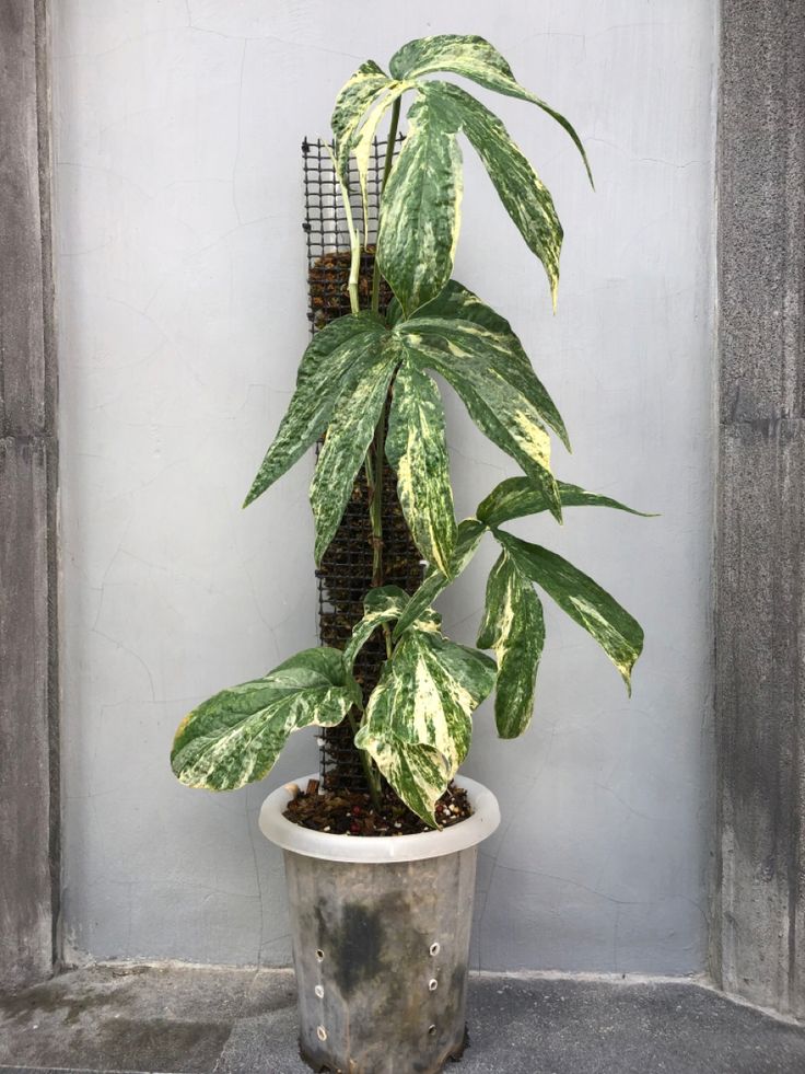 Philodendron Amydrium varigated