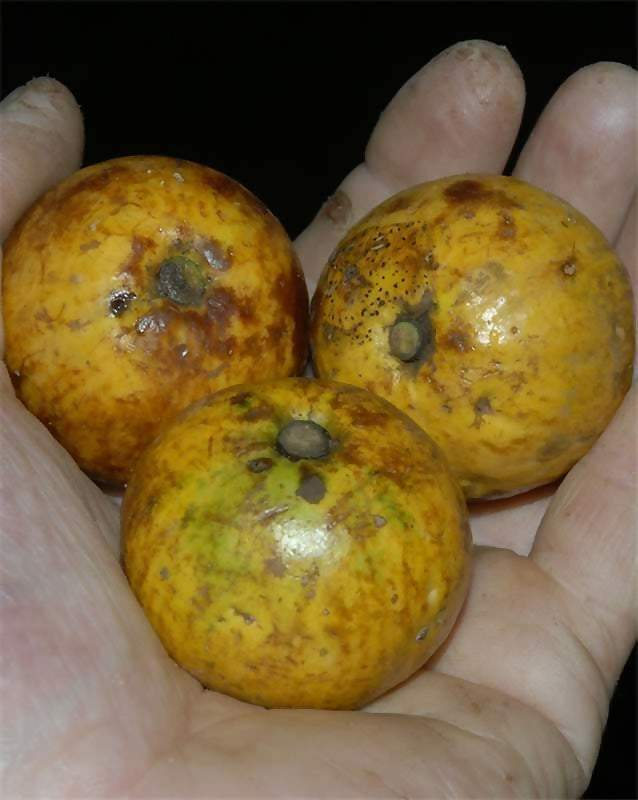 Chrysophyllum Lucentifolium Fruit Plant