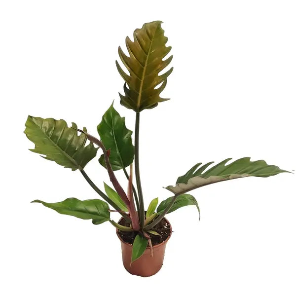 Philodendron Pluto Plant - Rare