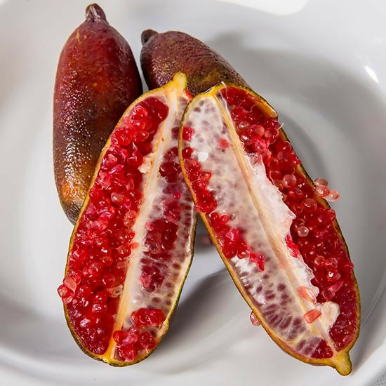 Finger Lime (Citrus australasica) Fruit Plant