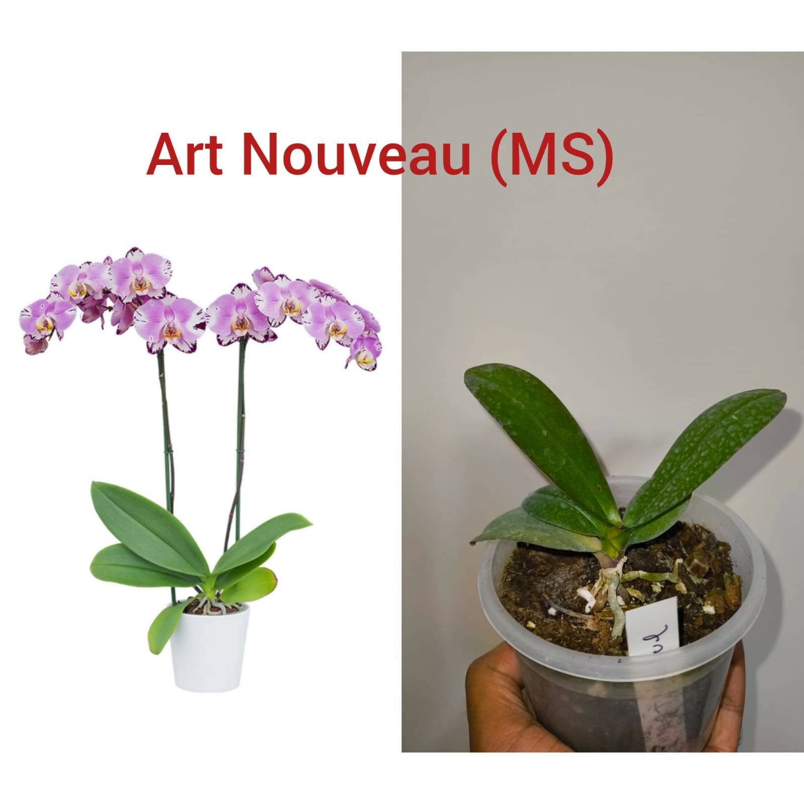 Phalenopsis Orchid- Art Nouveau (MS)