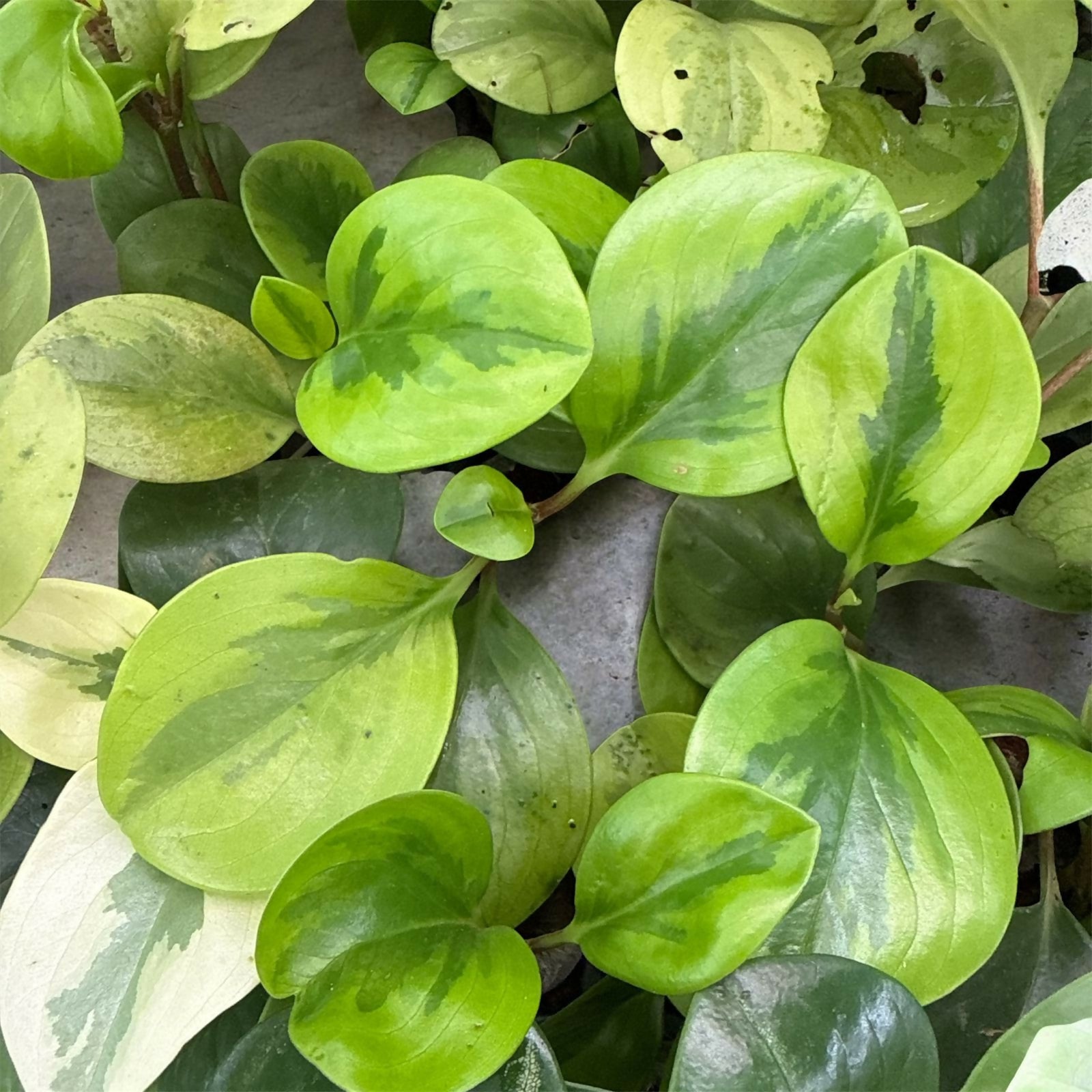 Peperomia 3 plants combo-Jiffy sized