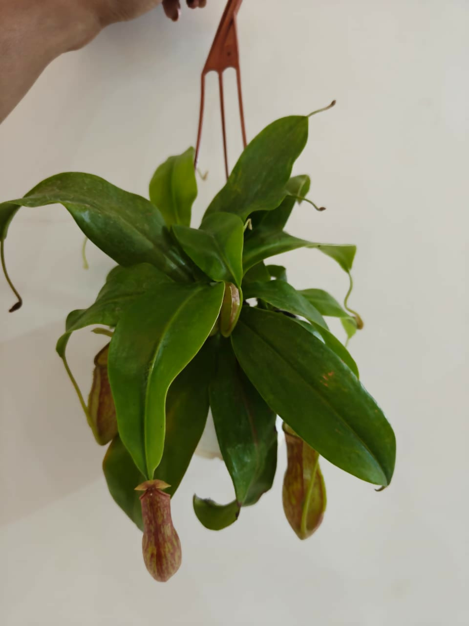 Nepenthes Pitcher Plant Insectivorous Plant Multiple Shoots