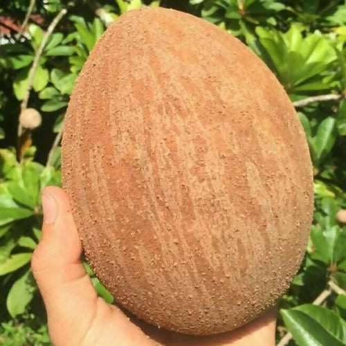 Mamey Sapote Key West Live Plant (Pouteria Sapota)