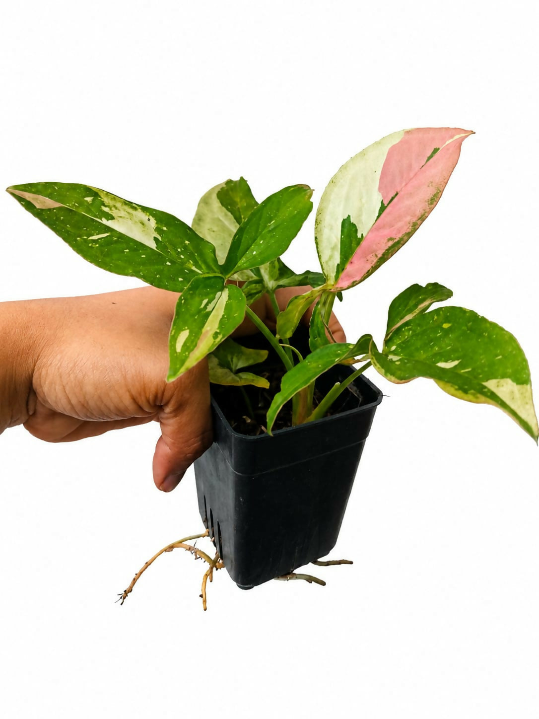 Syngonium Tricolor Arrowhead Plant | Rare Indoor Foliage