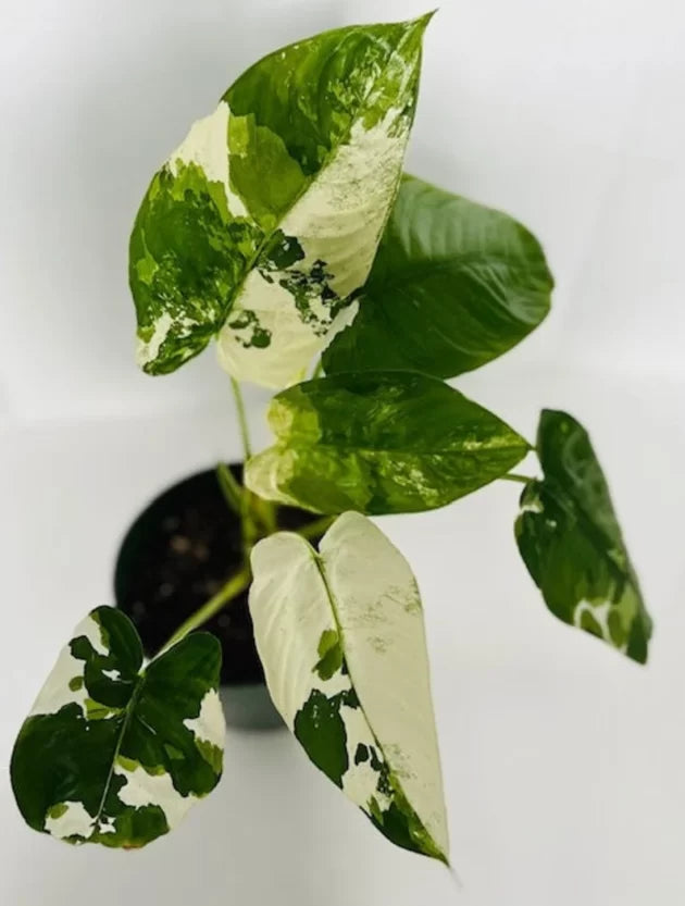 Schismatoglottis sp albo