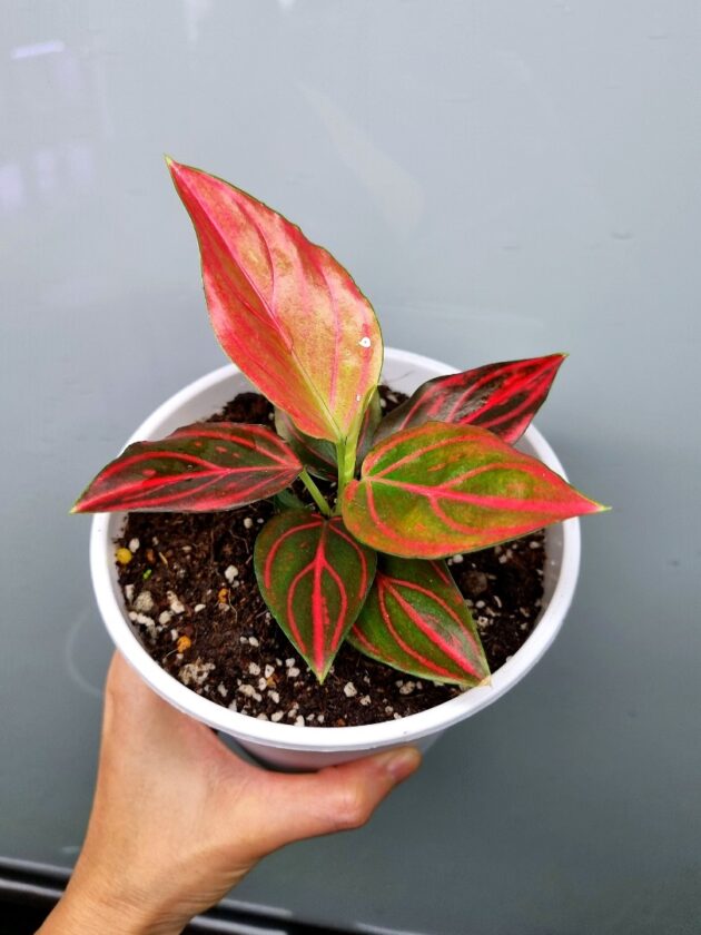 Aglaonema Red vein