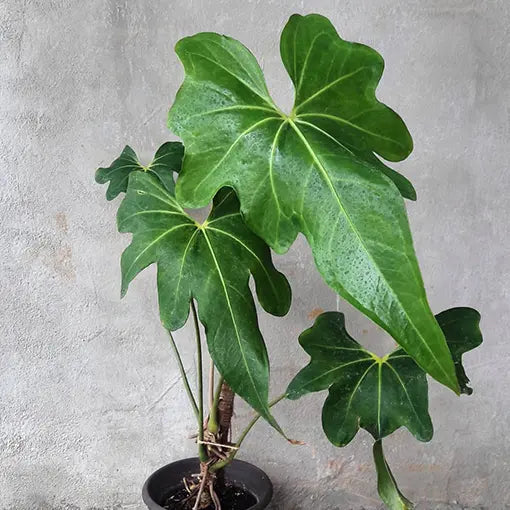Anthurium Macrolobium