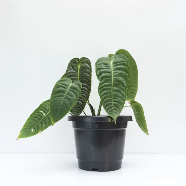 Veitchii King Anthurium