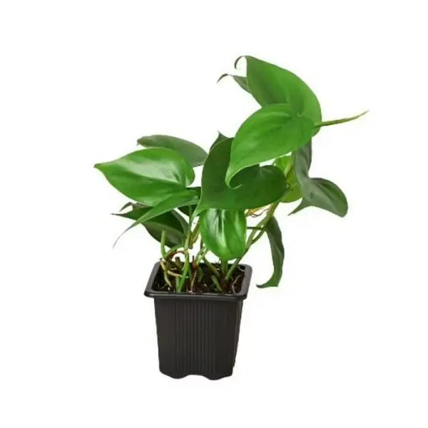 Heartleaf Philodendron