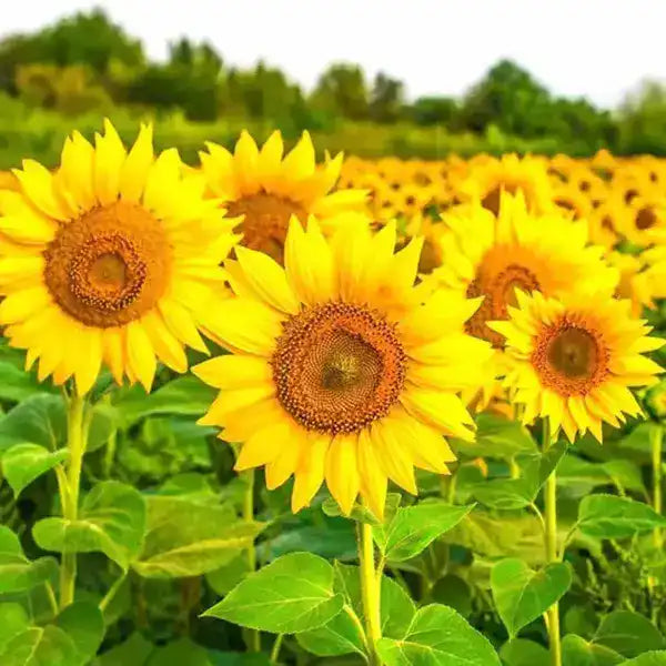 Sunflower plant - Seeds