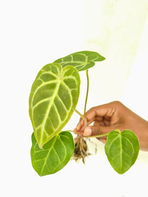 Anthurium Crystallinum Velvet 3.5 foliage detail – healthy tissue culture houseplant – Foliages India