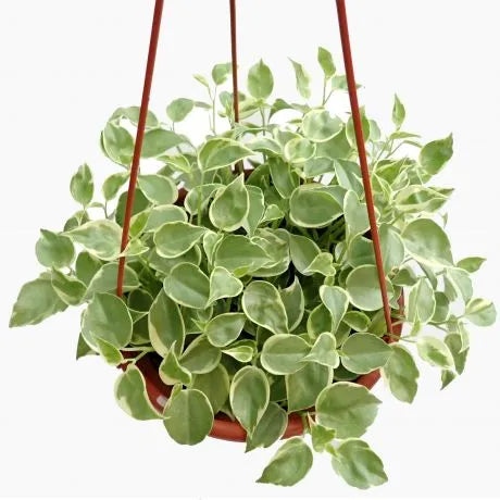 Peperomia scandens variegata (Variegated Trailing Peperomia)