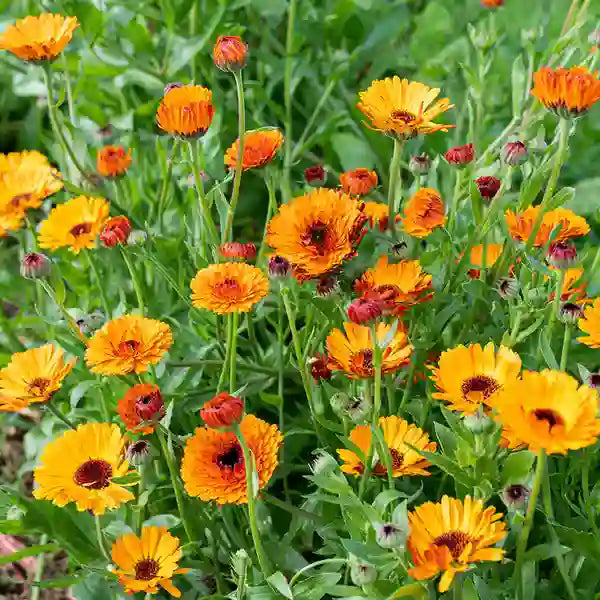 Calendula plant – Seeds