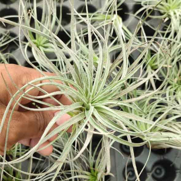 Tillandsia Stricta (Air plant)