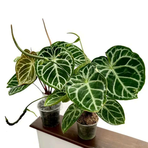 Anthurium Crystallinum Velvet 3.5 Live Plant – Rare Starter TC Plant – Foliages India