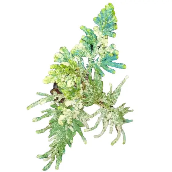 Selaginella Willdenowii Variegated - Super Rare