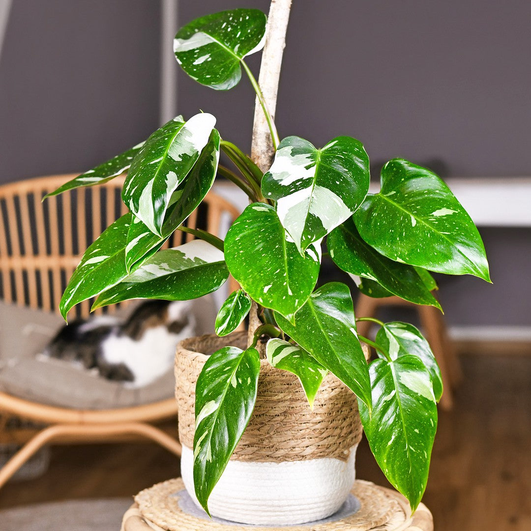 Philodendron White princess
