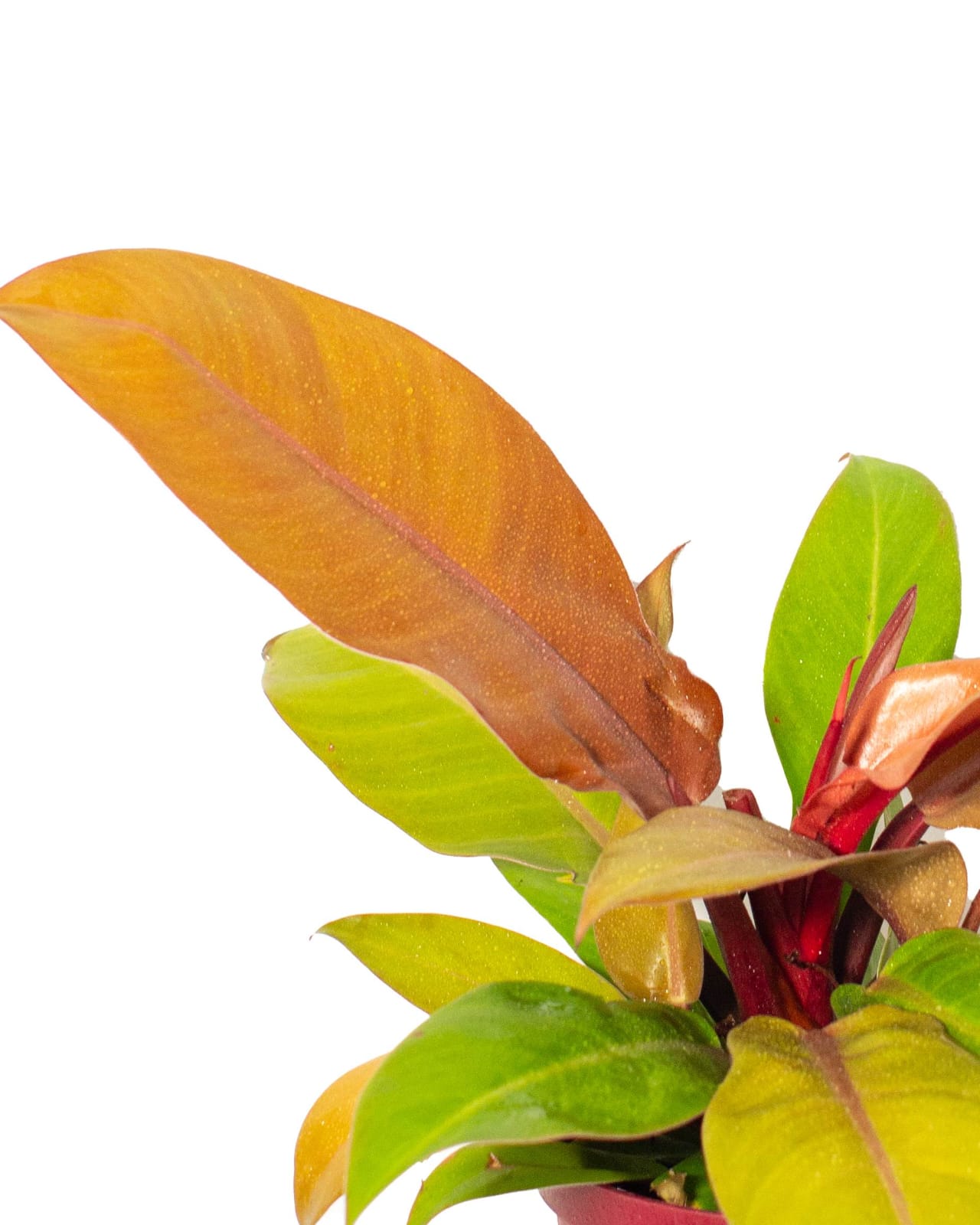 Philodendron Mccolley's Final leaf details and texture – healthy indoor plant