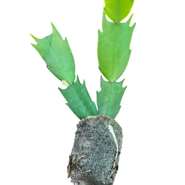 Schlumbergera Orange, Christmas Cactus Orange