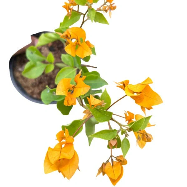 Bougainvillea 'Chilli Yellow'