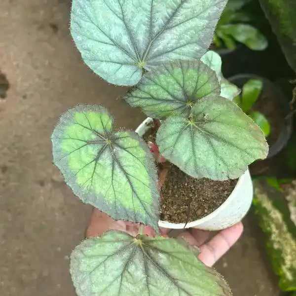 Rex Begonia Palmata