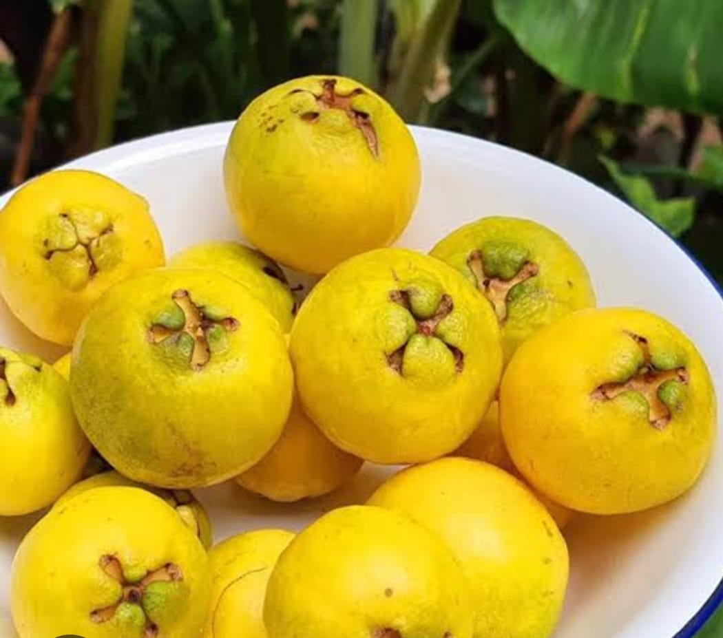 Yellow Strawberry Guava Plant - Live Fruit Tree - Keyfarm Wayanad
