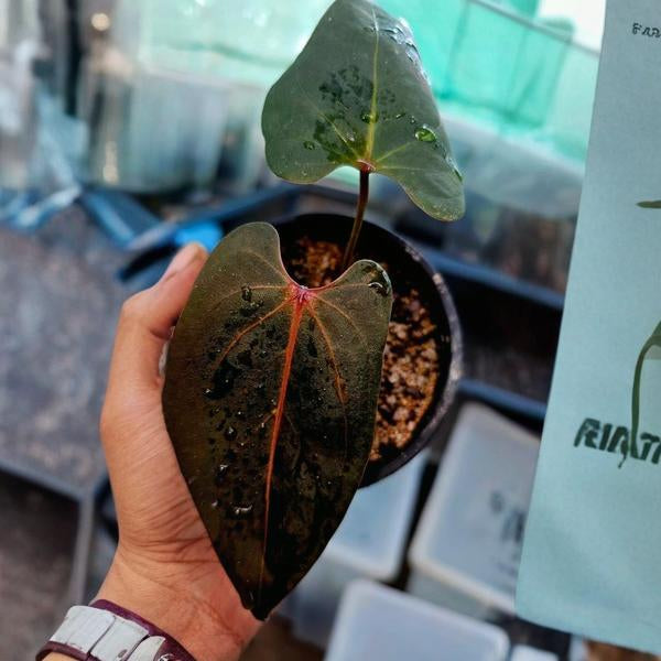Anthurium Portille Red×Black Sweet