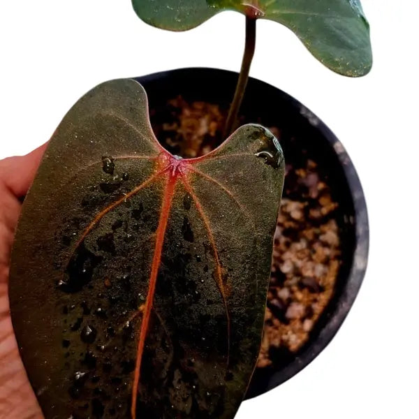 Anthurium Portille Red×Black Sweet