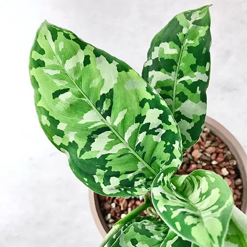 Aglaonema Pictum Tricolor- Rare Plant