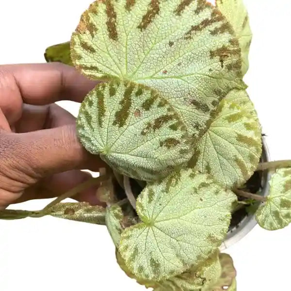 Begonia Rex Silver Jewel