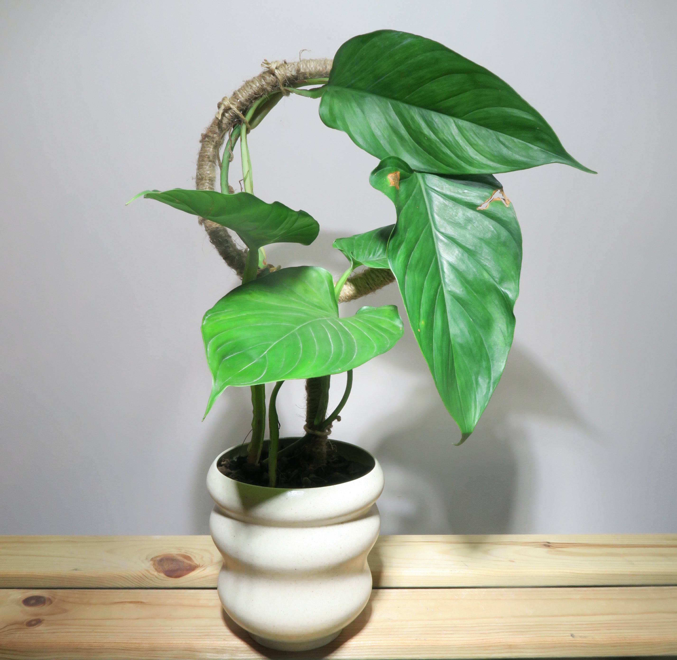 Philodendron Ernestii Green