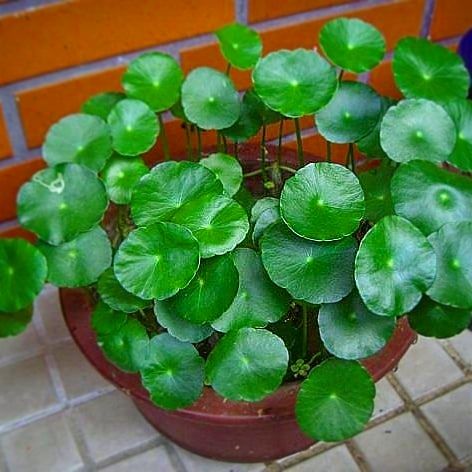 Pennywort, Copper Coin, Lucky Plant, Money Plant