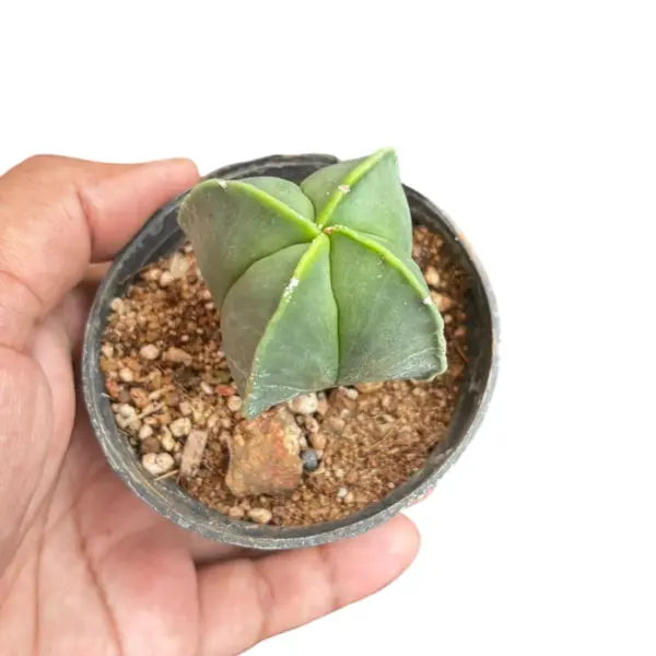 Ribbed Green Cactus
