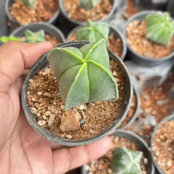 Ribbed Green Cactus