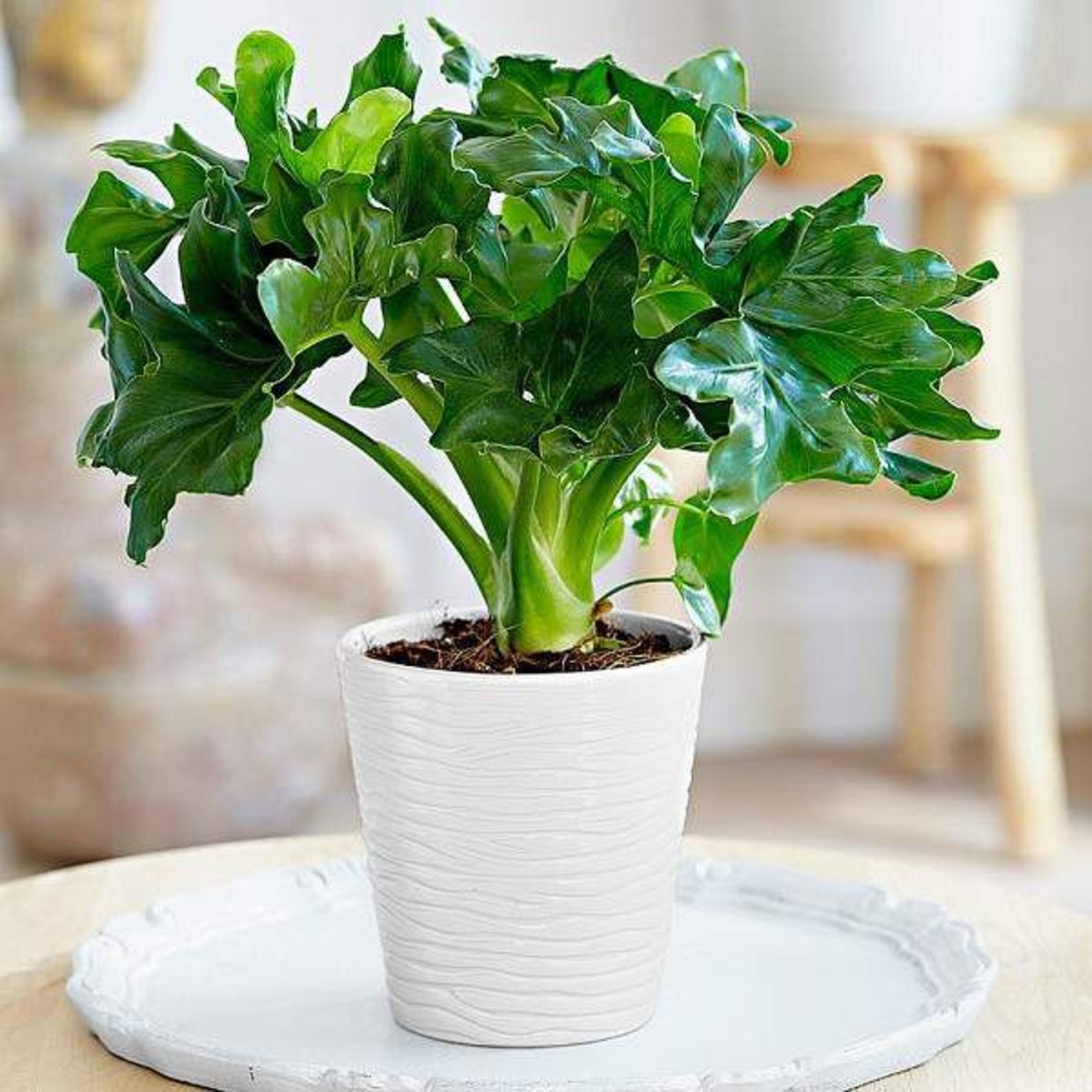 Philodendron Super Atom – Compact Philodendron Super Atom foliage with unique lobed leaves – Jiffy Sized