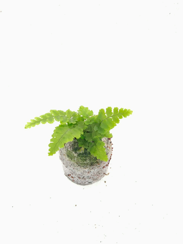Dryopteris Champion Fern foliage detail – healthy tissue culture houseplant – Foliages India