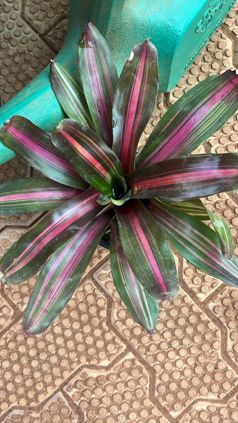 Bromeliad Plant – Vibrant Foliage & Exotic Bloom - Tharappel Nursery