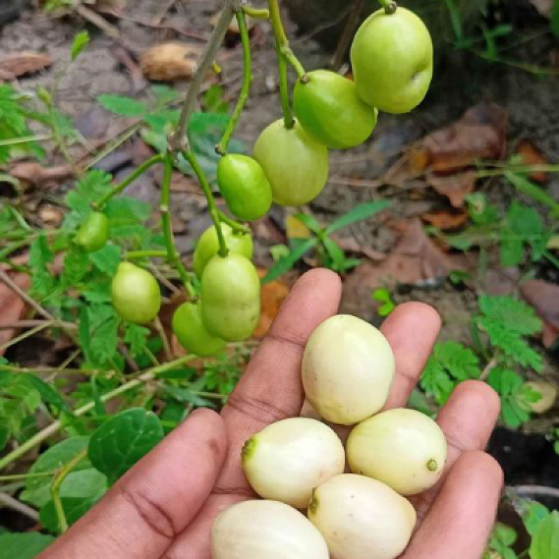 White Njaval Plant - White Jamun Fruit Tree - Keyfarm Wayanad