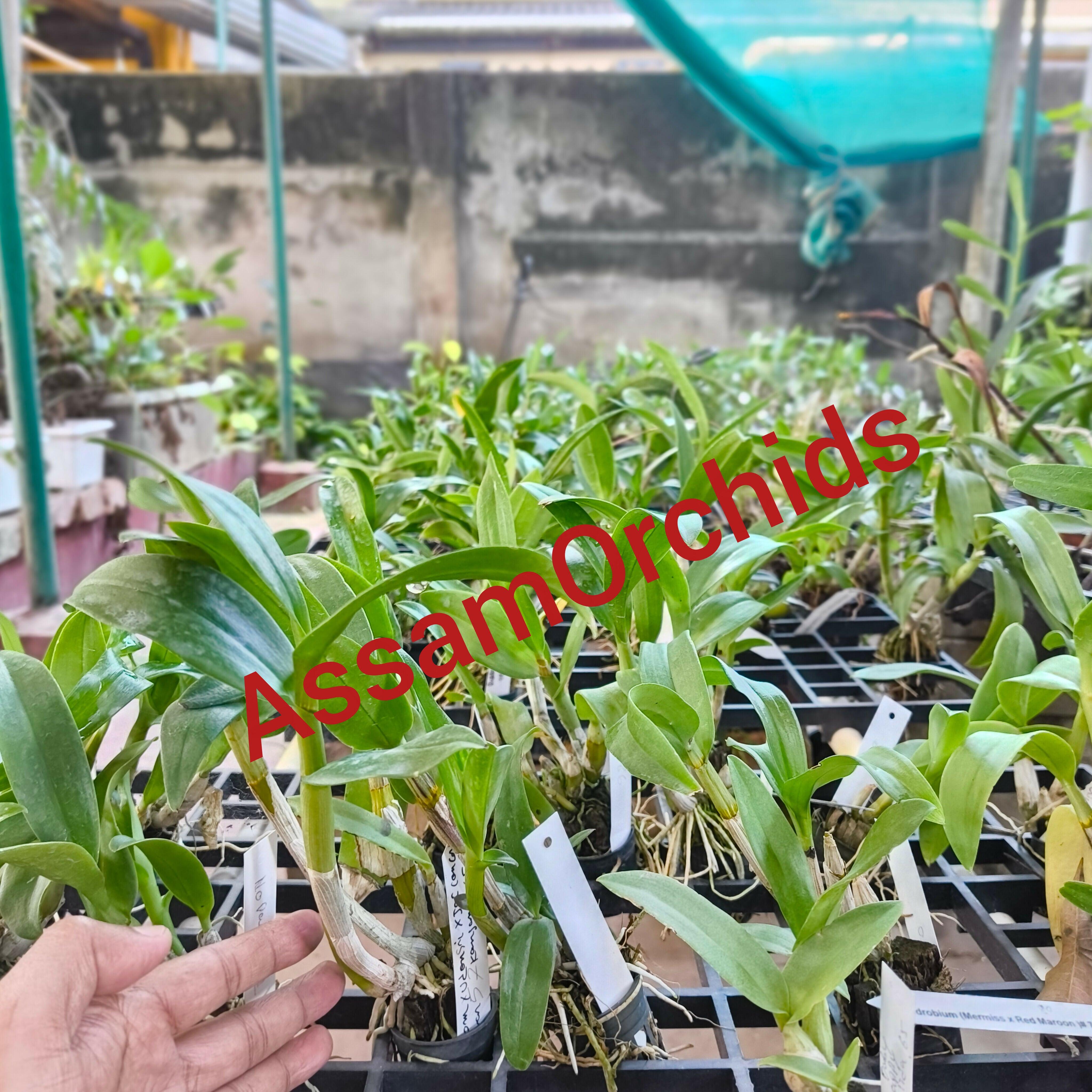 Dendrobium orchids combo of 10 ( set of 10)
