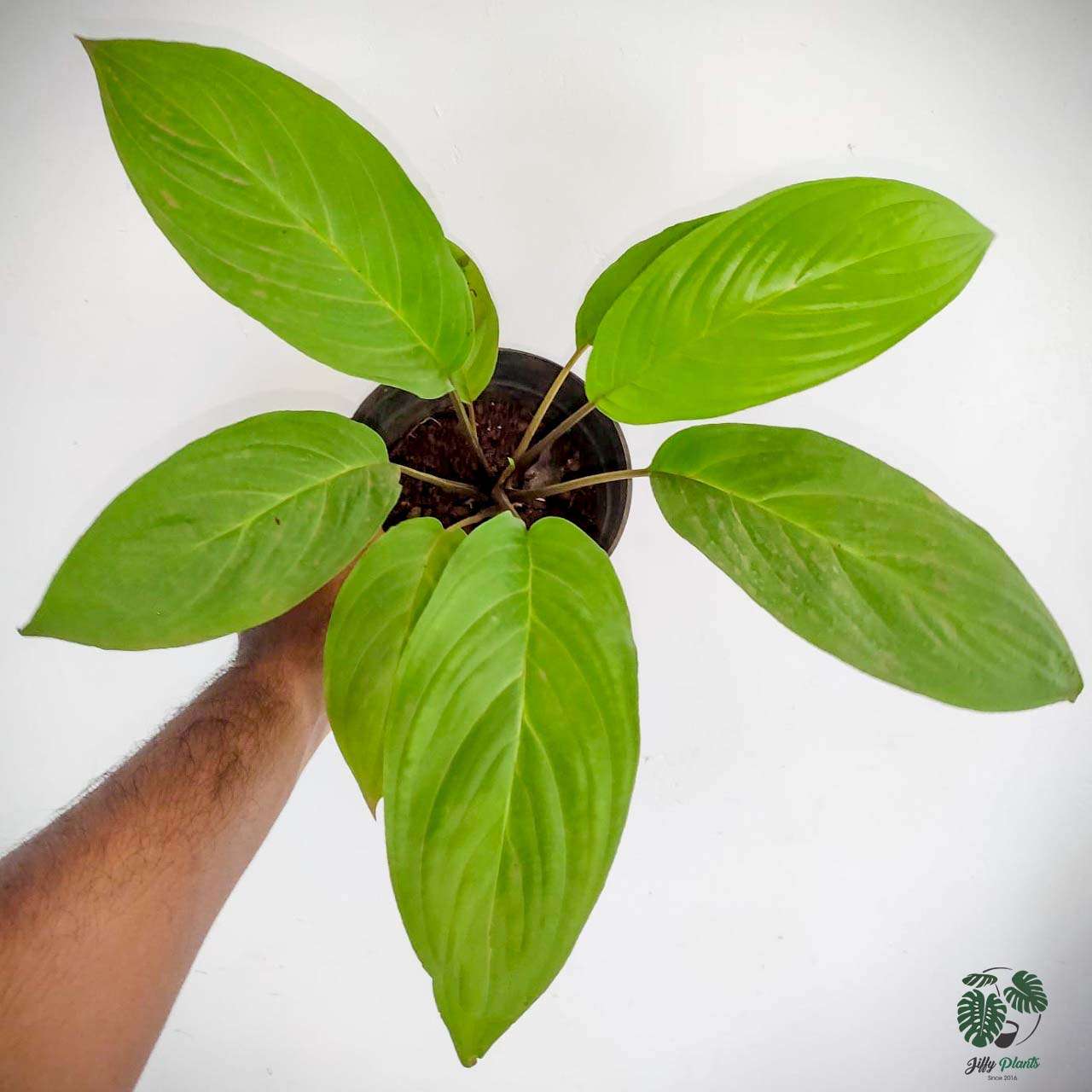 Buy BLACK BAT FLOWER (Tacca Chantrieri) - Rare Plant