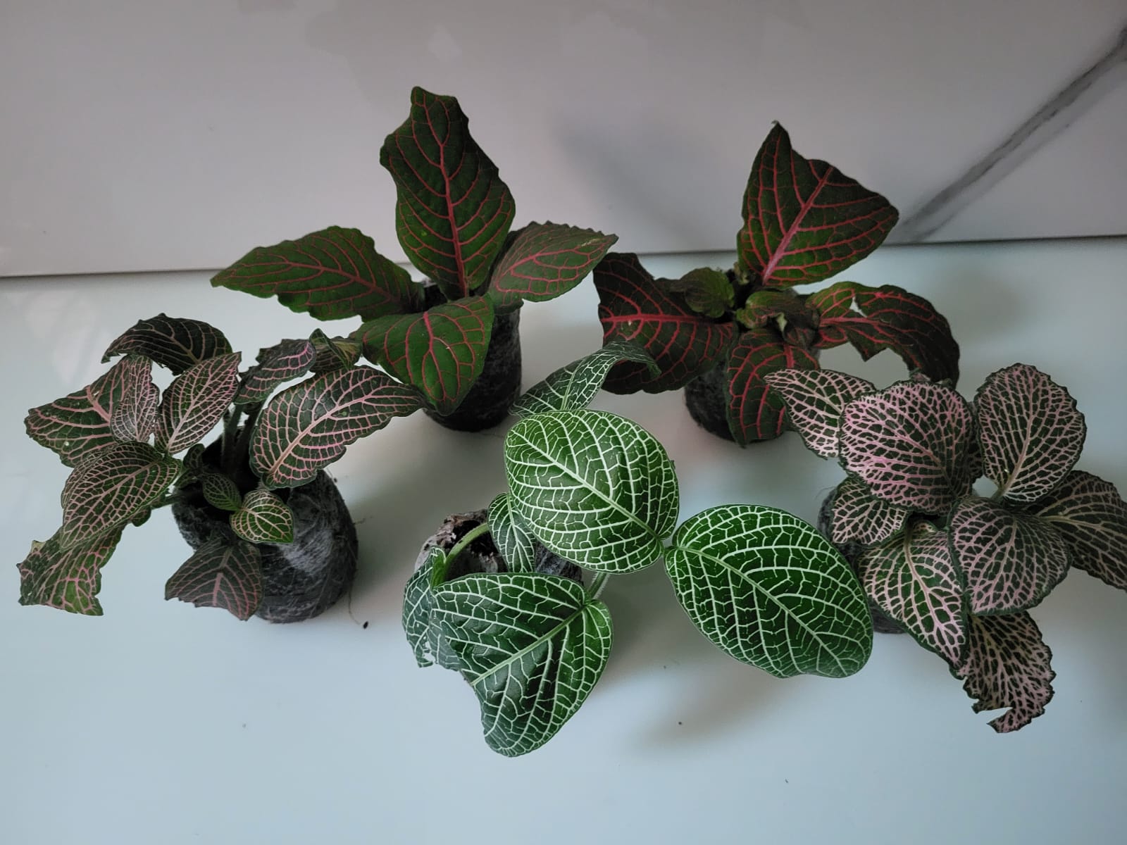 Lush Fittonia Nerve Plant leaves close-up – Vivid Color Combo (Pack of 5) variegated foliage – buy online India