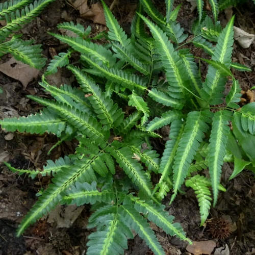Dryopteris Champion Fern Live Plant – Rare Starter TC Plant – Foliages India