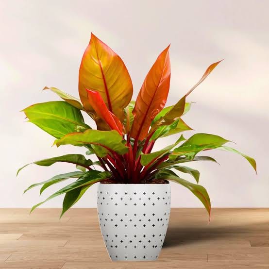 Philodendron Mccolley's Final healthy live foliage plant – Foliages India