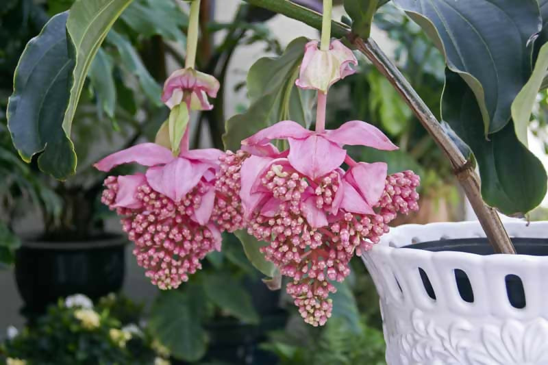 Medinilla Magnifica/ Showy Medinilla/ Rose Grape