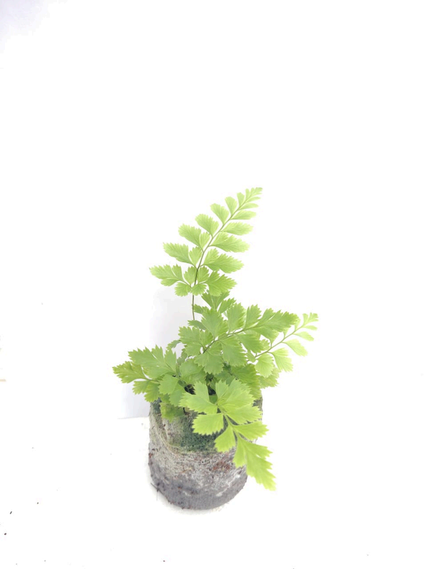 Indian Holly Fern foliage detail – healthy tissue culture houseplant – Foliages India