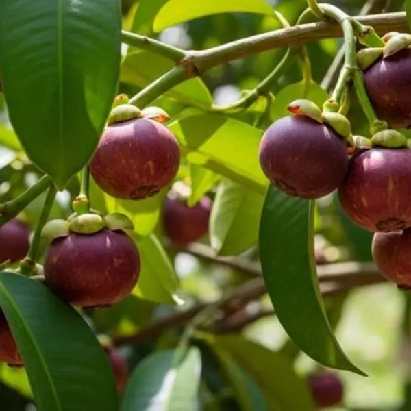 Mangosteen Fruit Plant